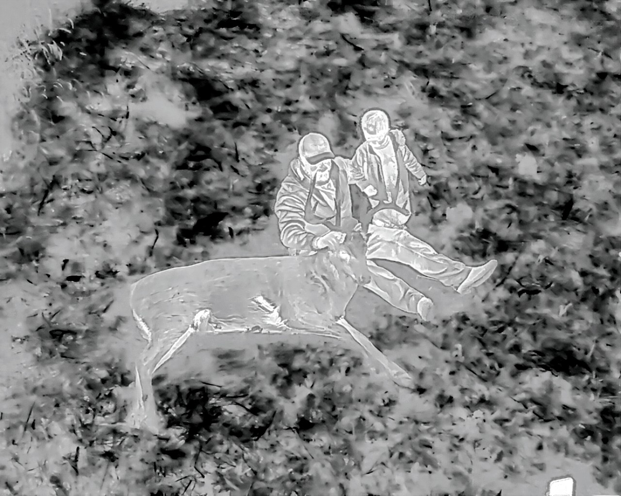 Thermal Deer Recovery Image